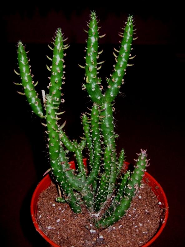 Name:  Austrocylindropuntia subulata....jpg
Views: 3185
Size:  66.4 KB