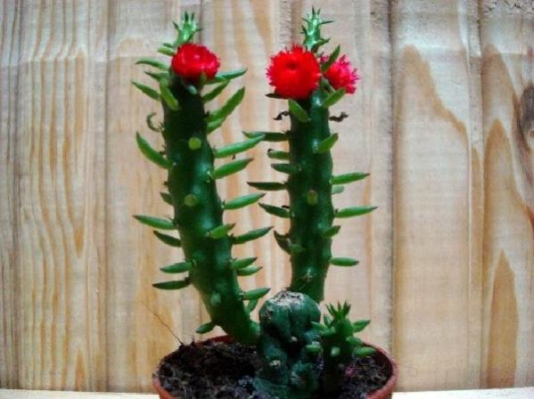 Name:  Austrocylindropuntia subulata.jpg
Views: 6423
Size:  39.7 KB