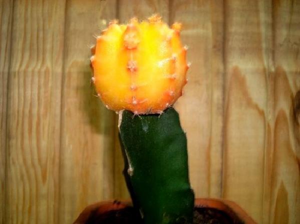 Name:  .Gymnocalycium mihanovichii.jpg
Views: 2261
Size:  26.2 KB