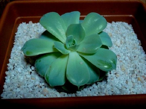 Name:  .echeveria glauca.jpg
Views: 1701
Size:  35.6 KB