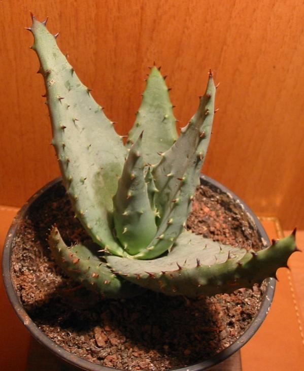 Name:  aloe ferox.jpg
Views: 4457
Size:  54.4 KB