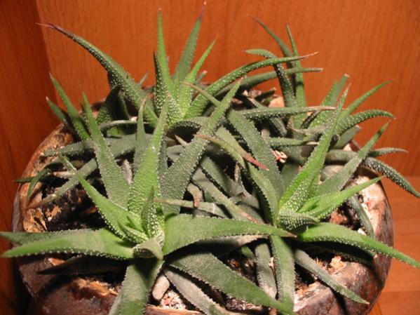 Name:  Haworthia attenuata.jpg
Views: 1794
Size:  51.2 KB