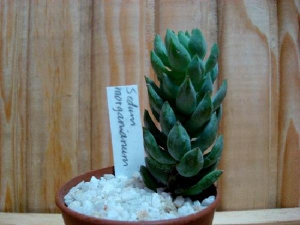 Name:  sedum morganianum.jpg
Views: 1632
Size:  32.8 KB
