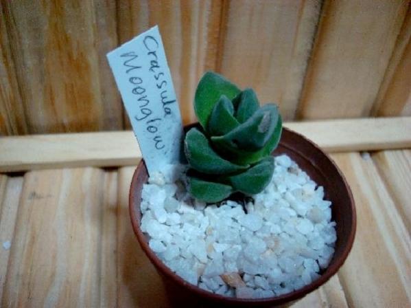 Name:  Crassula Moonglow.jpg
Views: 1565
Size:  34.2 KB