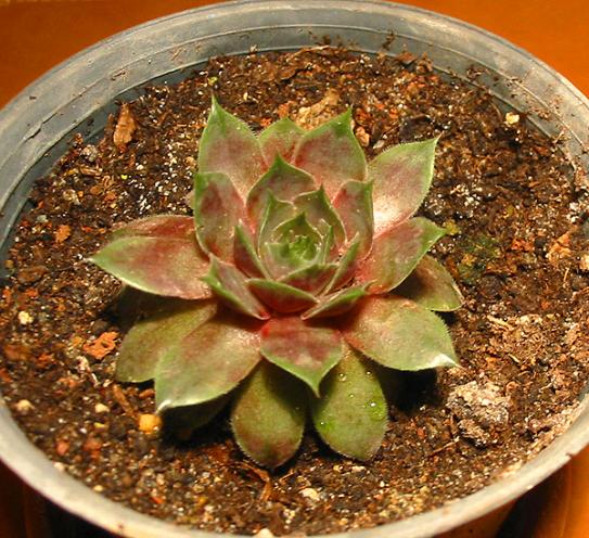 Name:  Sempervivum marmoreum.jpg
Views: 1475
Size:  70.3 KB
