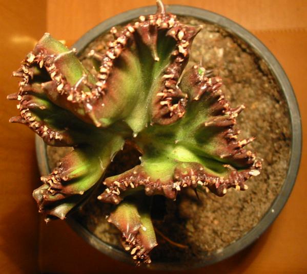 Name:  Euphorbia lactea f variegata cristata.jpg
Views: 1621
Size:  48.8 KB