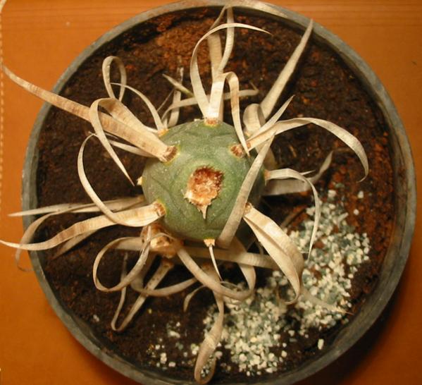 Name:  Tephrocactus articulatus var papyracanthus1.jpg
Views: 1388
Size:  53.9 KB