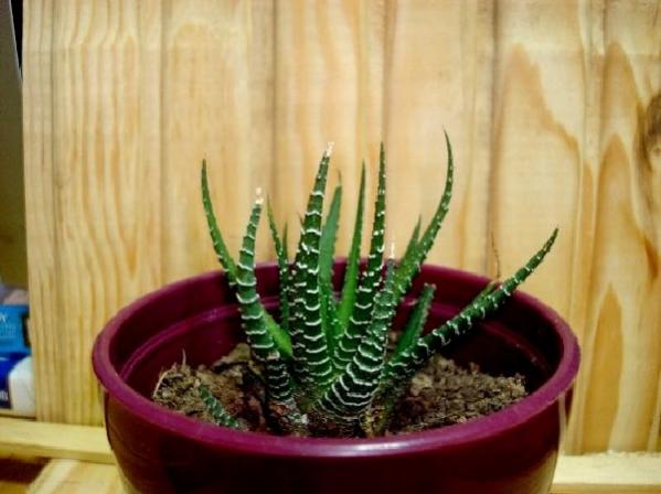 Name:  Haworthia Fasciata.jpg
Views: 1411
Size:  35.6 KB