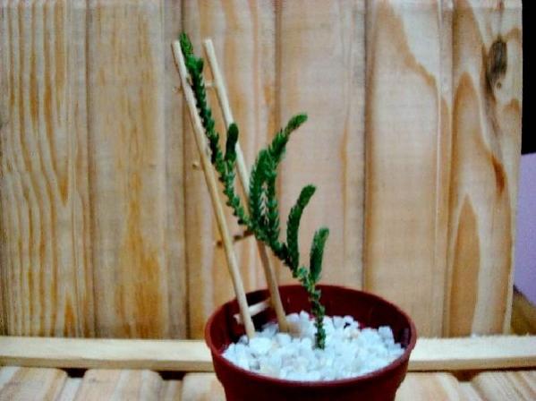 Name:  Crassula Lycopodioides.jpg
Views: 1199
Size:  35.6 KB