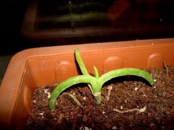 Name:  crassula tetragona.jpg
Views: 1116
Size:  38.2 KB