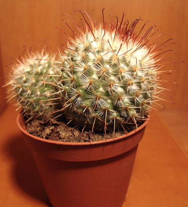Name:  mammillaria blossfeldiana.jpg
Views: 1483
Size:  61.0 KB