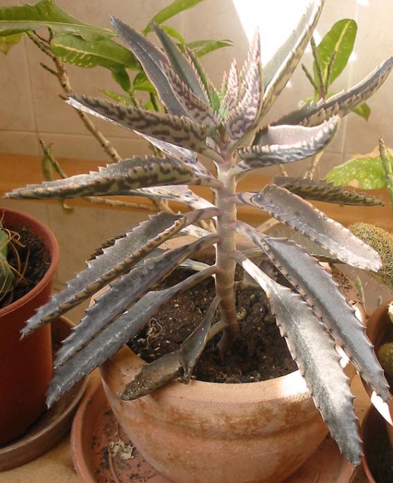 Name:  kalanchoe1.jpg
Views: 1272
Size:  66.4 KB