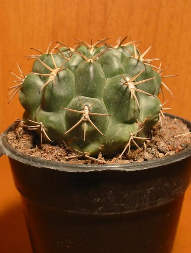 Name:  Gymnocalycium baldianum.jpg
Views: 1553
Size:  59.9 KB