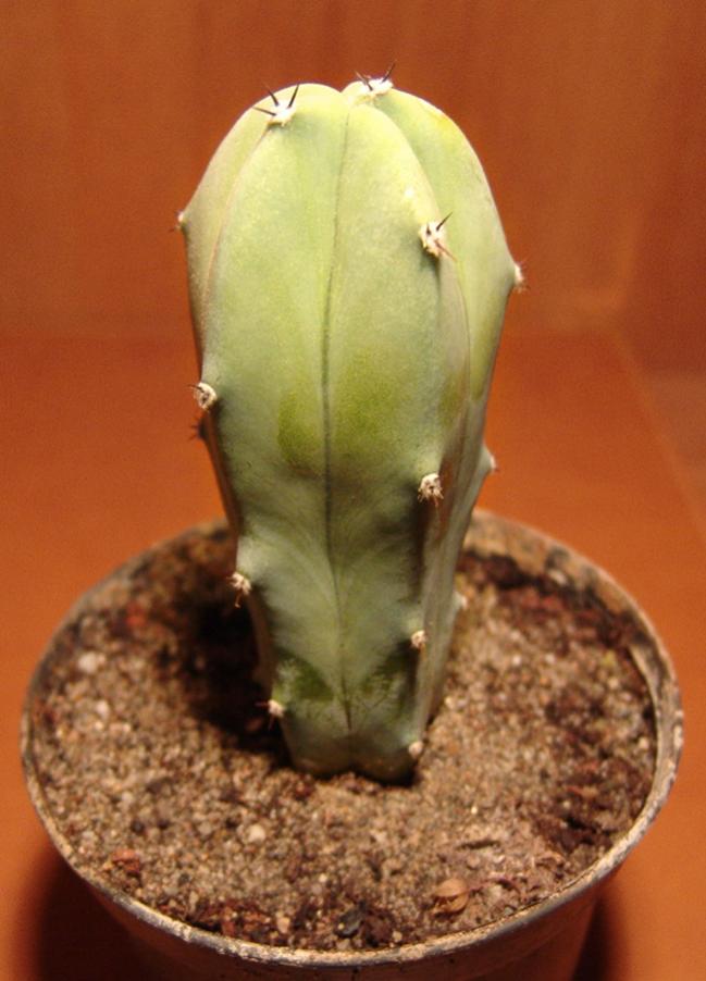Name:  Myrtillocactus geometrizans.jpg
Views: 1407
Size:  62.4 KB