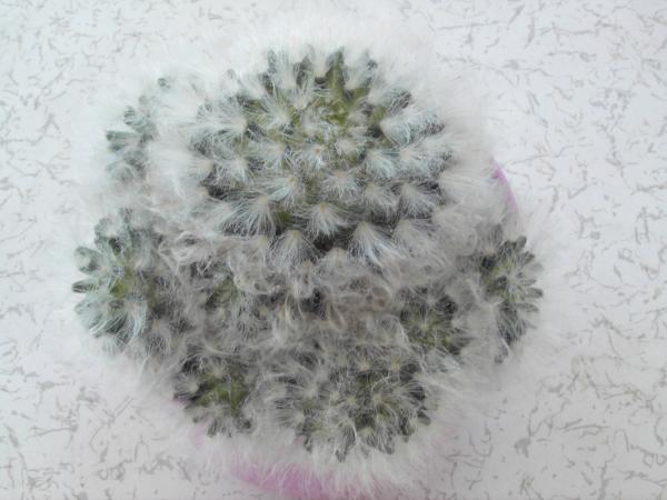 Name:  IMAG0001.jpg
Views: 947
Size:  36.1 KB