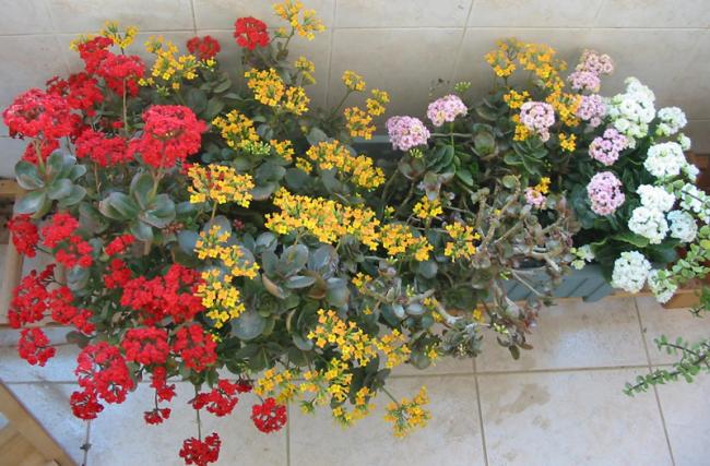Name:  kalanchoe'lar.jpg
Views: 1375
Size:  61.8 KB