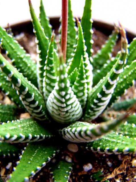 Name:  haworthia.jpg
Views: 1372
Size:  55.7 KB