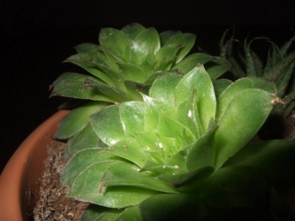 Name:  _DSCF9557.jpg
Views: 695
Size:  27.4 KB
