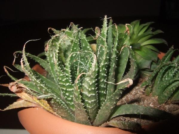 Name:  _DSCF9558.jpg
Views: 735
Size:  43.4 KB