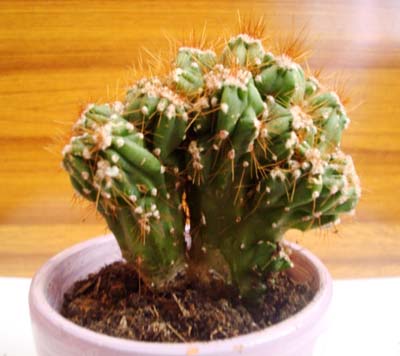 Name:  DSC06107.JPG
Views: 1589
Size:  43.0 KB