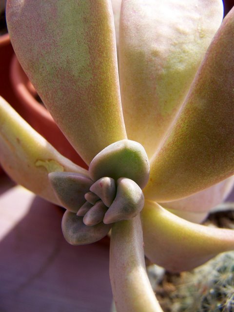 Name:  100_6632-1.JPG
Views: 1036
Size:  53.4 KB