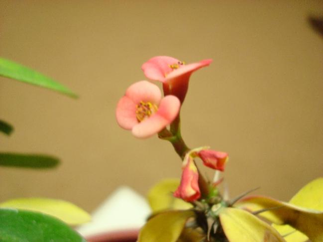 Name:  euphorbia milii.jpg
Views: 609
Size:  20.7 KB