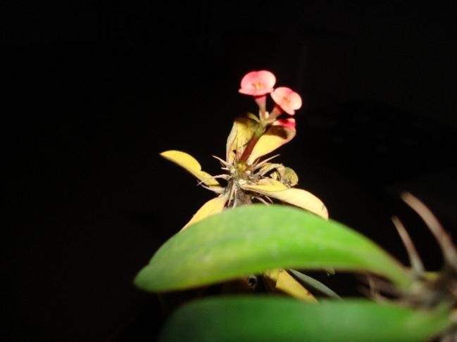 Name:  euphorbia milii2.jpg
Views: 576
Size:  18.9 KB