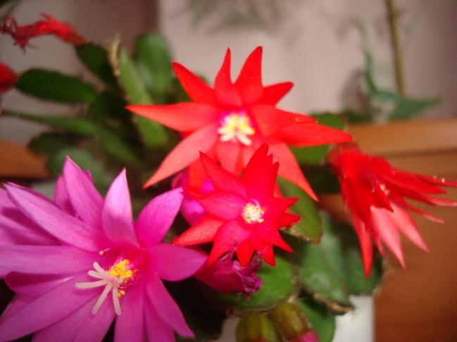 Name:  .DSC06277.jpg
Views: 510
Size:  32.9 KB