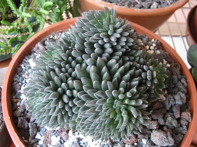 Name:  Crassula Sinocrassula Yunnanensis.jpg
Views: 3253
Size:  70.9 KB