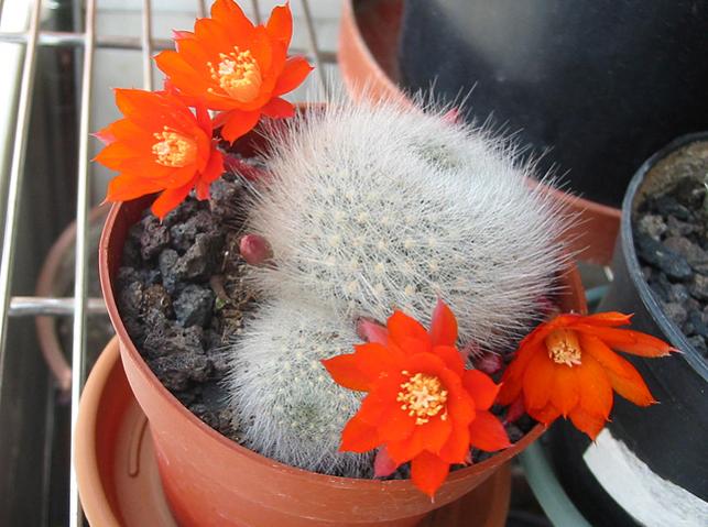 Name:  Rebutia fiebrigii albipilosa.jpg
Views: 2323
Size:  52.9 KB