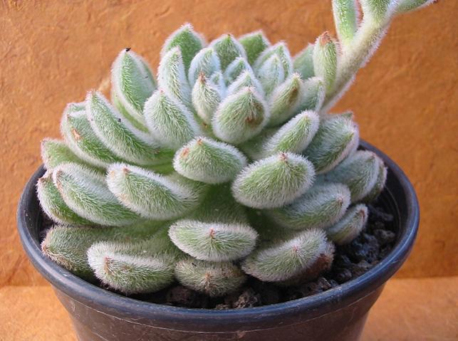 Name:  echeveria pulvinata 1.jpg
Views: 1971
Size:  54.6 KB