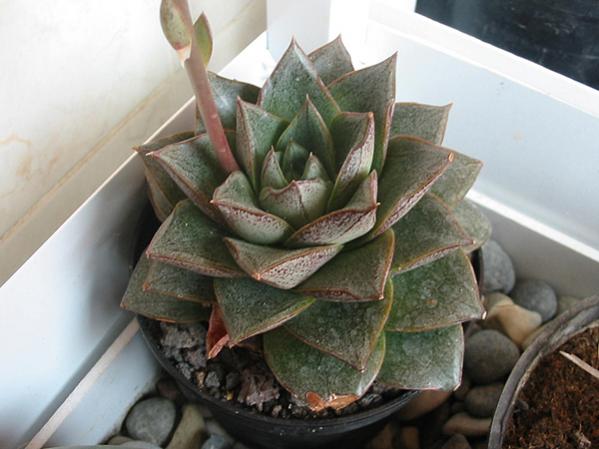 Name:  Echeveria purpusorum2.jpg
Views: 3895
Size:  38.2 KB