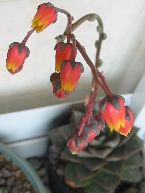Name:  Echeveria purpusorum1.jpg
Views: 3184
Size:  31.7 KB