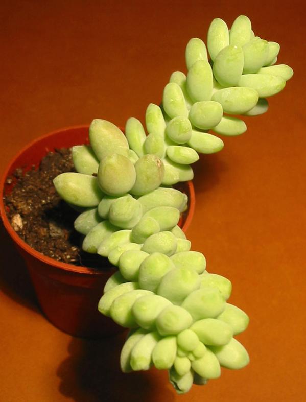 Name:  sedum burrito.jpg
Views: 2145
Size:  40.9 KB