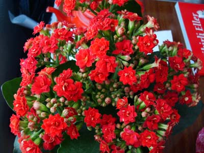 Name:  DSC06268.JPG
Views: 1513
Size:  55.1 KB