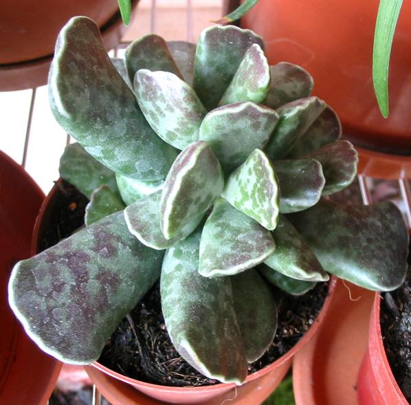 Name:  Adromischus cooperi.jpg
Views: 2260
Size:  58.0 KB