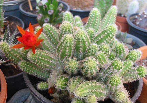 Name:  Chamaecereus Silvestrii.jpg
Views: 3996
Size:  58.2 KB