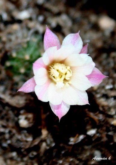 Name:  cennetbahesi 101-1.jpg
Views: 1301
Size:  50.7 KB