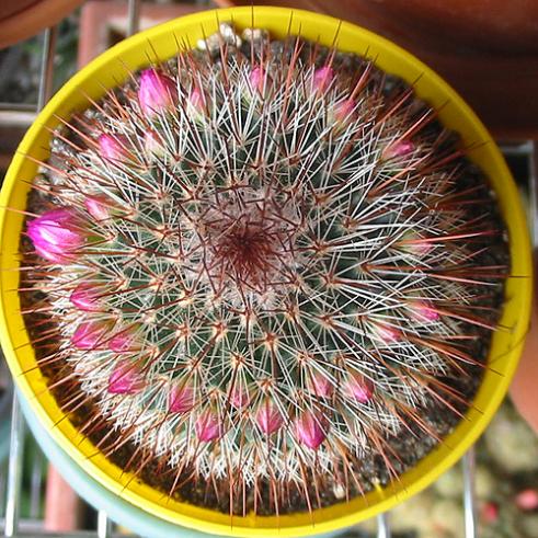 Name:  Mammillaria spinosissima rubrispina 1.jpg
Views: 2452
Size:  72.7 KB