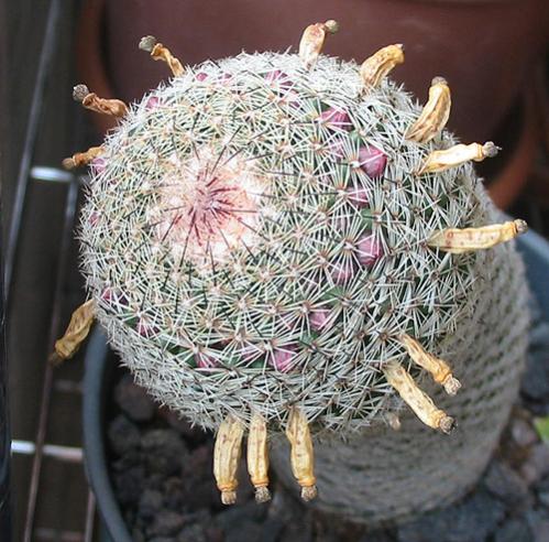 Name:  Mammillaria albilanata1.jpg
Views: 1215
Size:  56.6 KB