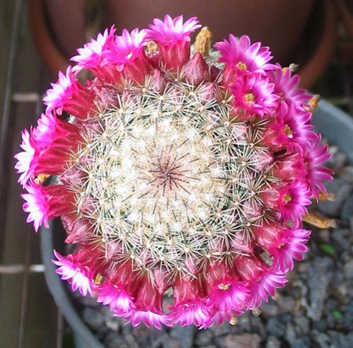 Name:  Mammillaria albilanata2.jpg
Views: 1259
Size:  56.9 KB