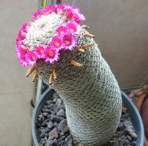 Name:  Mammillaria albilanata3.jpg
Views: 1361
Size:  46.1 KB