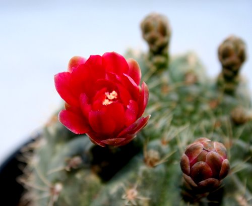 Name:  ciciler 014.jpg
Views: 957
Size:  40.6 KB