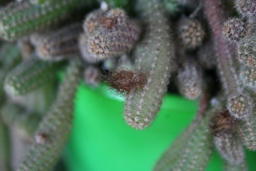 Name:  ciciler 009.jpg
Views: 1027
Size:  41.0 KB