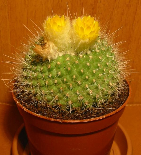 Name:  mammillaria marksiana1.jpg
Views: 1702
Size:  62.3 KB