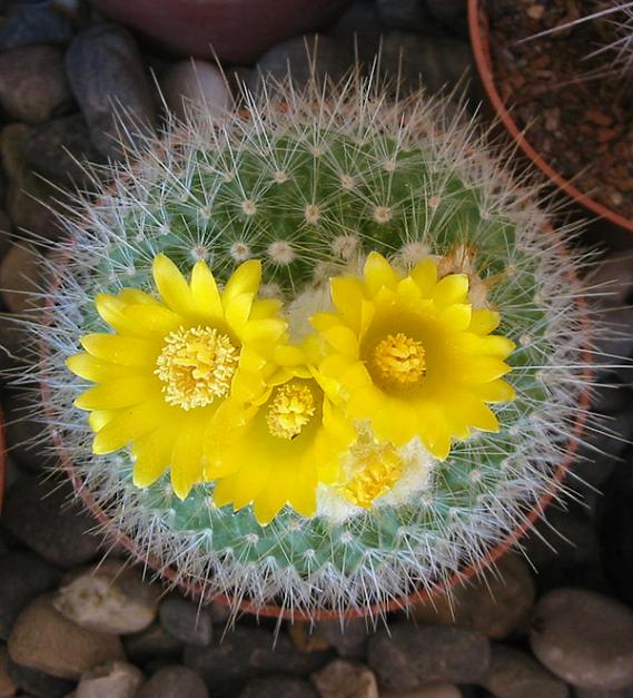 Name:  mammillaria marksiana2.jpg
Views: 1725
Size:  67.0 KB