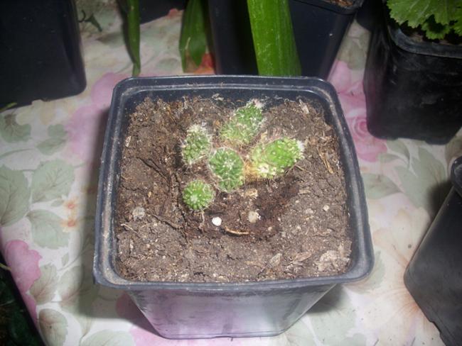 Name:  boyut mini kakts.jpg
Views: 1283
Size:  49.1 KB