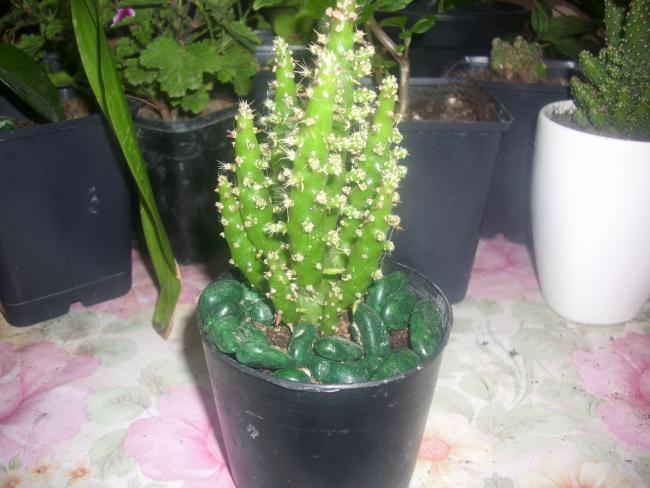 Name:  boyut en sevdiim.jpg
Views: 1029
Size:  46.7 KB