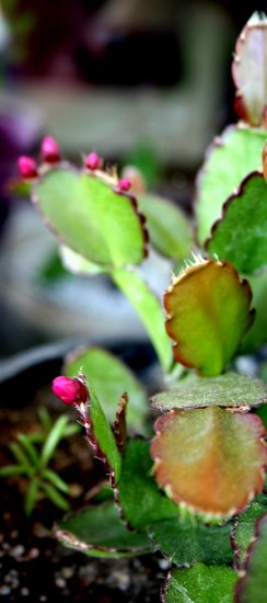 Name:  cicisonn 017.jpg
Views: 823
Size:  35.0 KB