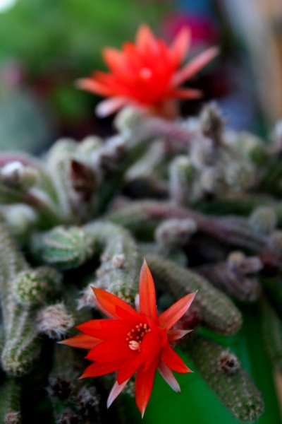 Name:  cicisonn 057.jpg
Views: 801
Size:  46.7 KB